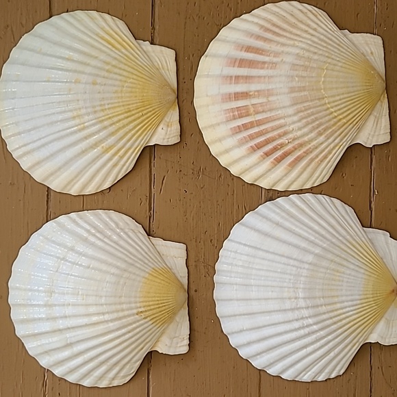 Medium Scalloped Clam Shells - Picture 7 of 11